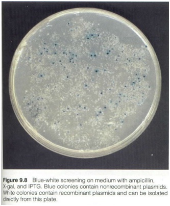 Recombinant DNA